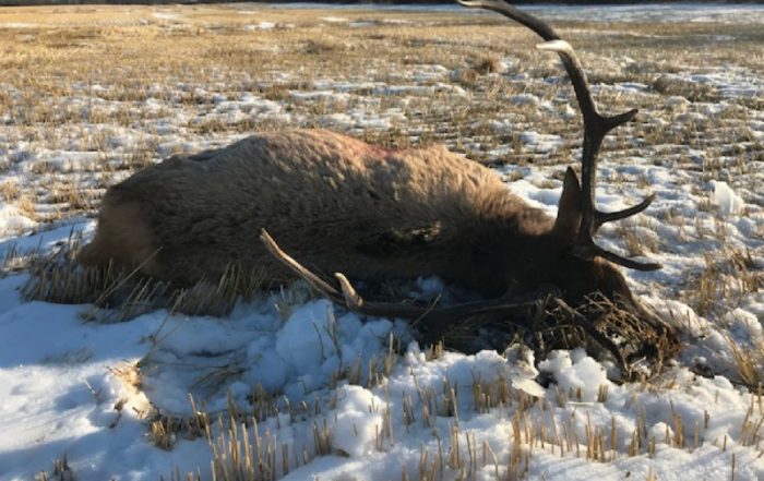 Bull Elk Shot and Left to Waste Near St. Walburg