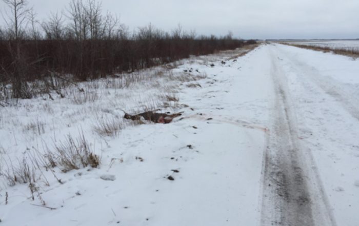 Mule Deer Buck Shot and Left to Waste Near Muenster