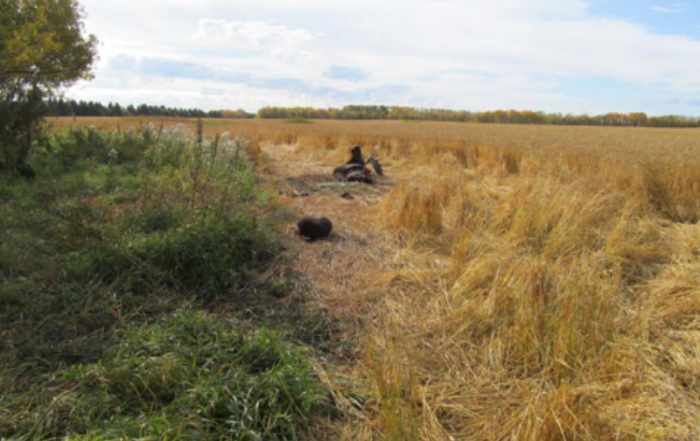Large Bull, Cow and Calf Moose Poached in the Buchanan Area