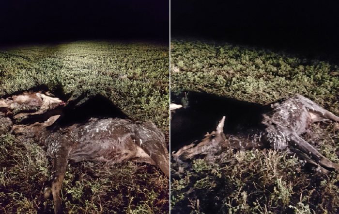 Cow and Calf Moose Shot and Left Near Peesane