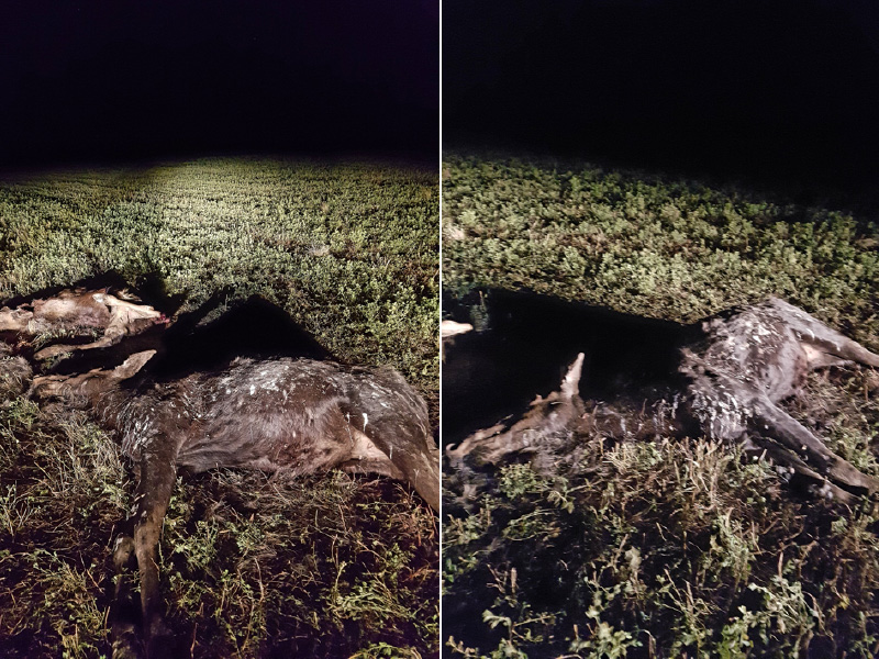 Cow and Calf Moose Shot and Left Near Peesane