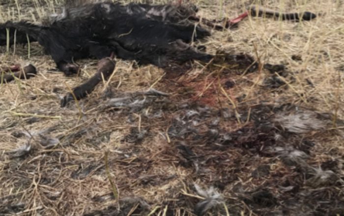 Three Moose Shot and Left to Waste in the RM of Winslow