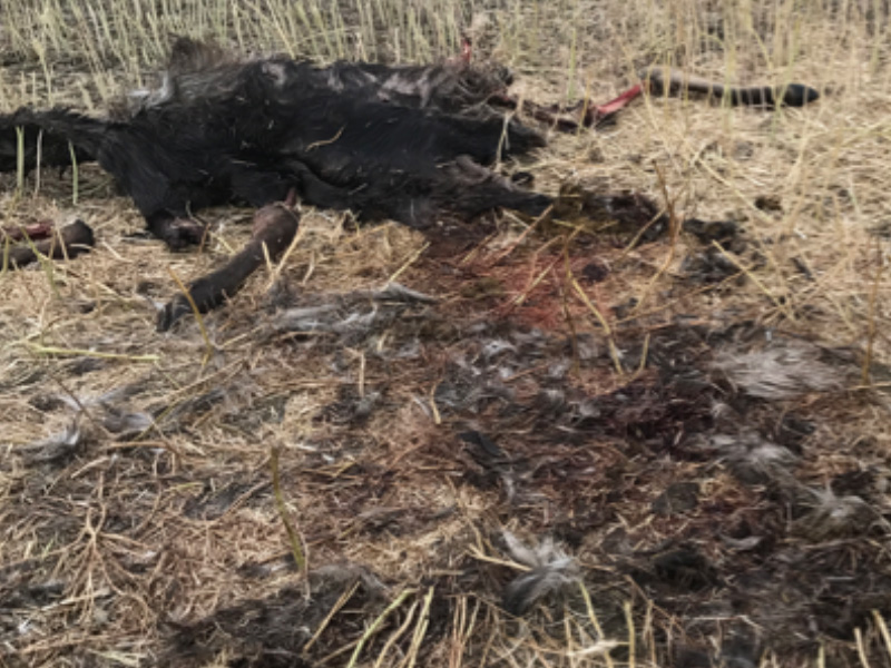 Three Moose Shot and Left to Waste in the RM of Winslow