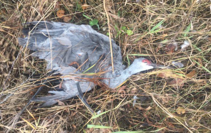 Migratory Birds Left to Waste Near Meadow Lake