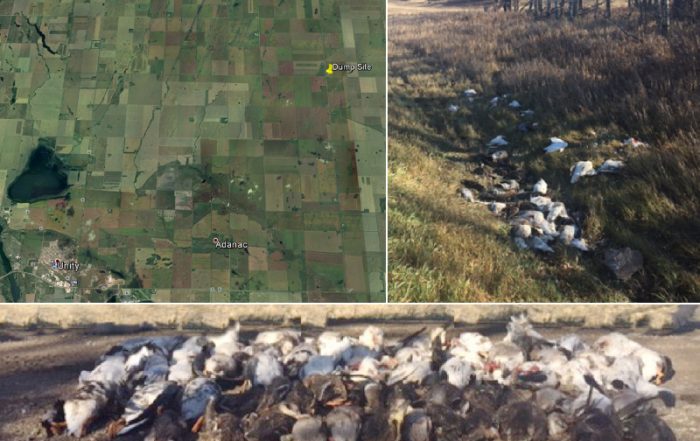 Migratory Birds Left to Waste Near Unity