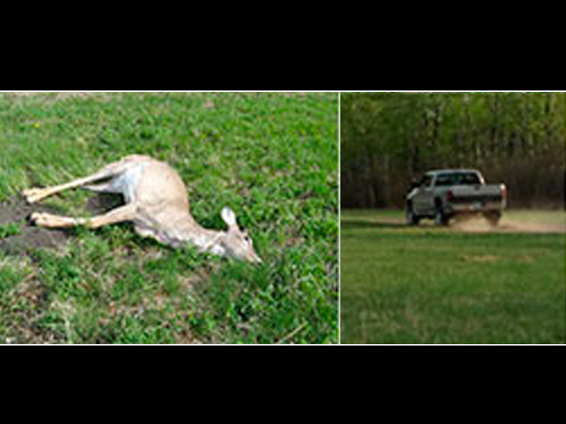 White-Tailed Deer Shot Near Weldon