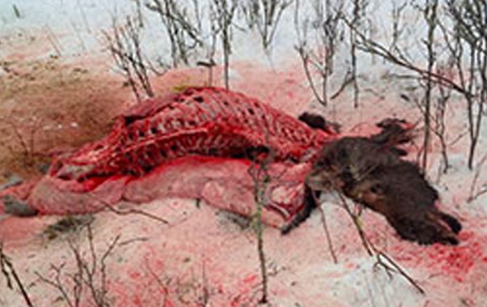 Cow Moose Shot Illegally Near White Fox