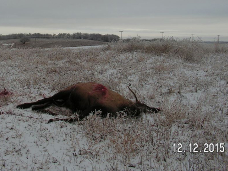 Herd of Elk Shot at, Multiple Killed But Only One Field Dressed Near Kipling