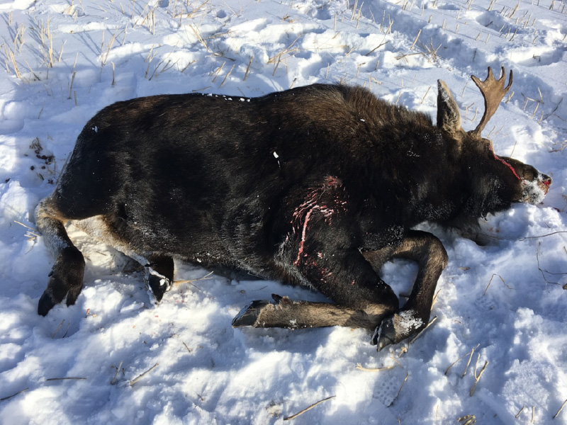 Moose Shot and Left to Waste Near St. Brieux