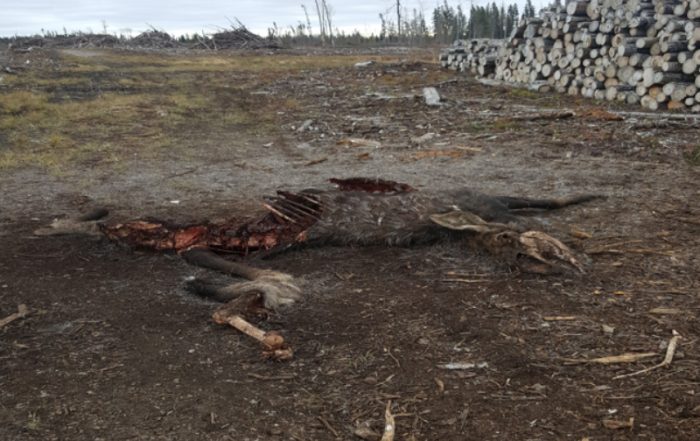 Cow Moose Shot and Left in Candle Lake Game Preserve