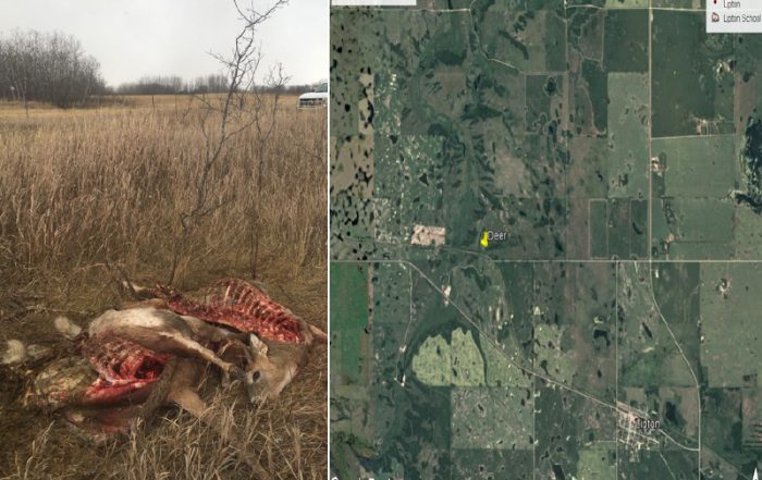 Three White-Tailed Deer Shot and Left to Waste Near Lipton