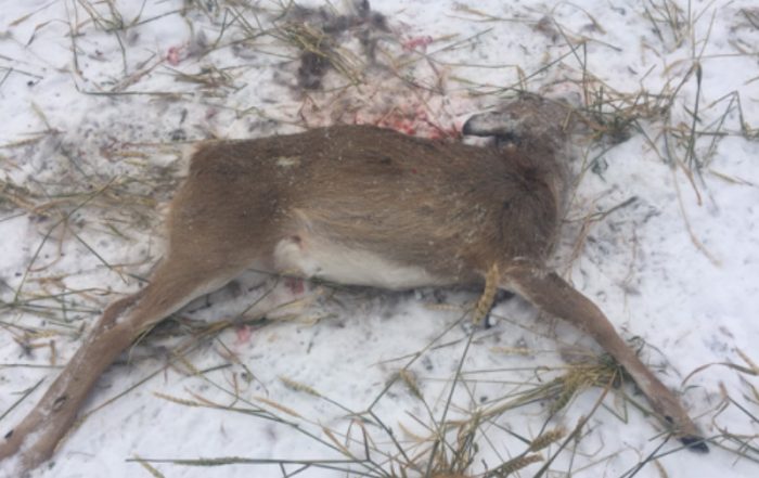 Two Deer Fawns Shot and Left Near Dorintosh