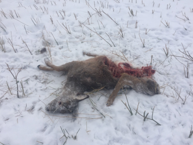 Two Deer Fawns Shot and Left Near Dorintosh