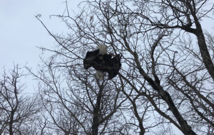 Bald Eagle Shot and Killed Near St. Walburg