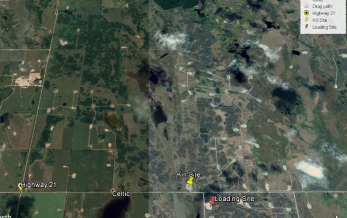Mule Deer Unlawfully Harvested in R.M. of Frenchman Butte