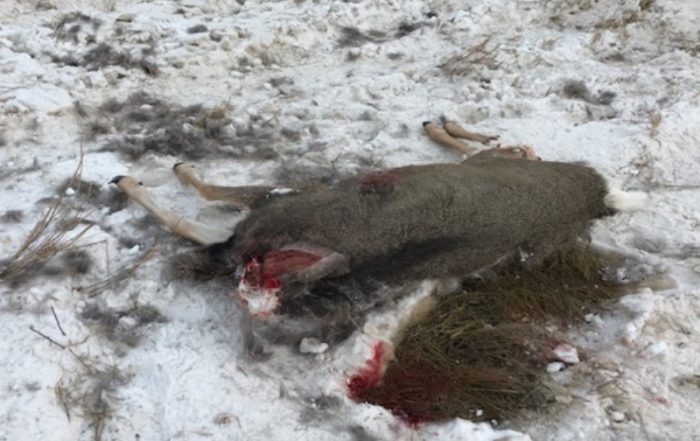 Mule Deer Shot and Left to Waste Near St. Walburg