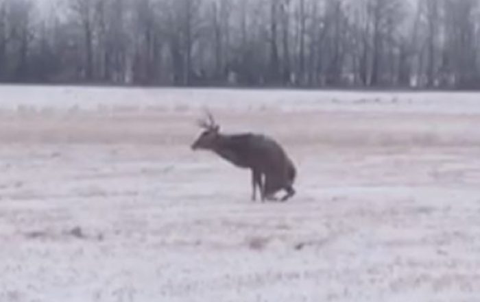 Multiple White-Tailed Deer Shot and Left in the Dorintosh Area