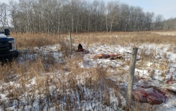 Moose Shot and Left Near Kelso