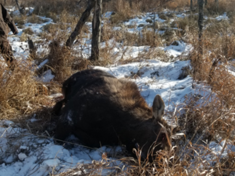 Moose Shot and Left Near Kelso