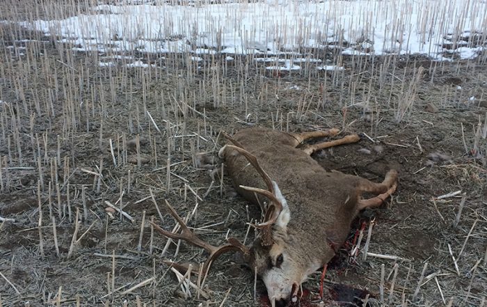 Mule Deer Shot and Left Near Penzance