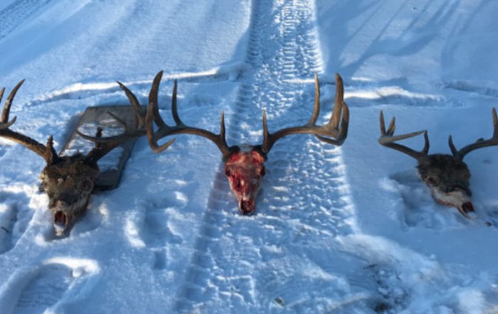 Several White-Tailed Deer Shot and Left in the Meadow Lake Area