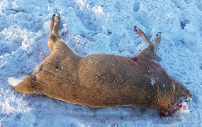 White-Tailed Buck Shot and Only Head Taken Near Bjorkdale