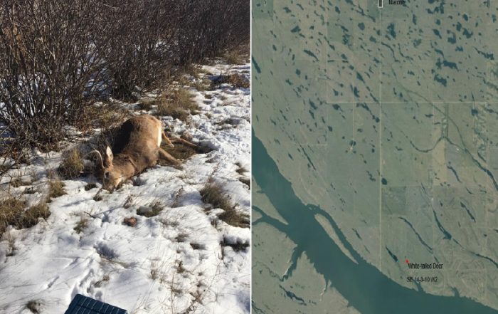 White-Tailed Buck Shot and Left Near Rafferty Reservoir