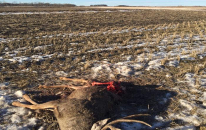 Multiple Deer Shot and Left to Waste Near Drake