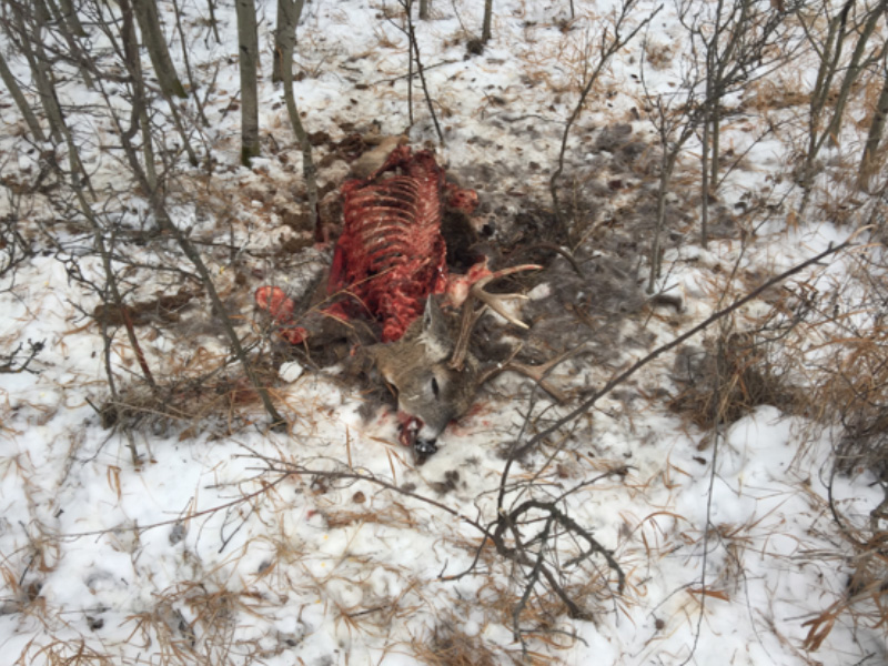 Multiple Deer Shot and Left to Waste Near Drake