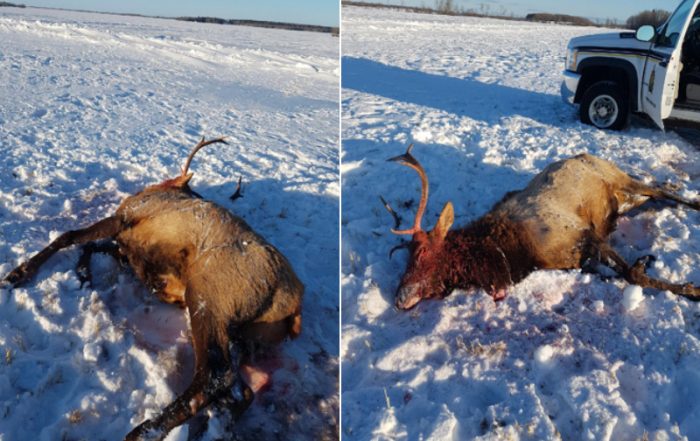 Bull Elk Shot and Left to Waste Near Bertwell
