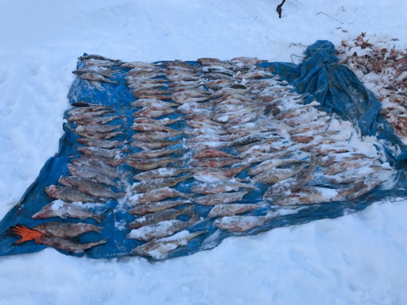 Several Fish Left to Rot on Churchill Lake - SOLVED