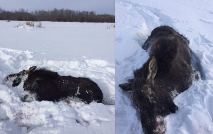 Cow and Calf Moose Shot and Left in the Meadow Lake Area