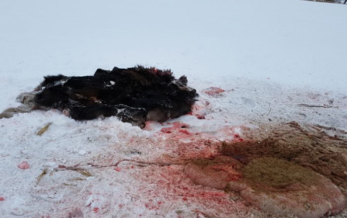 Moose Shot and Skinned Near Brancepth
