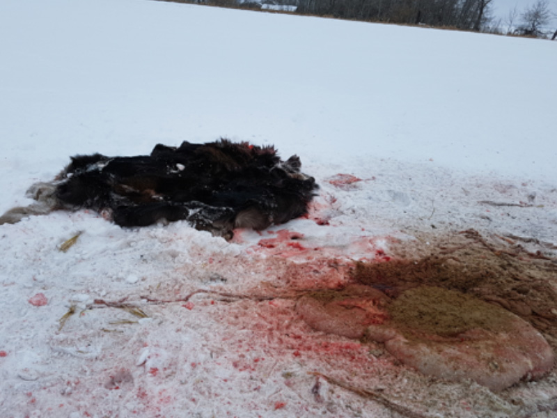 Moose Shot and Skinned Near Brancepth