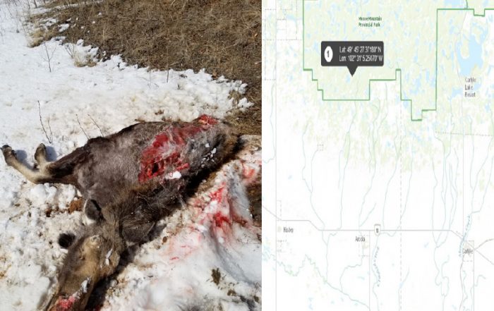 Calf Moose Shot Unlawfully in Moose Mountain Prov Park