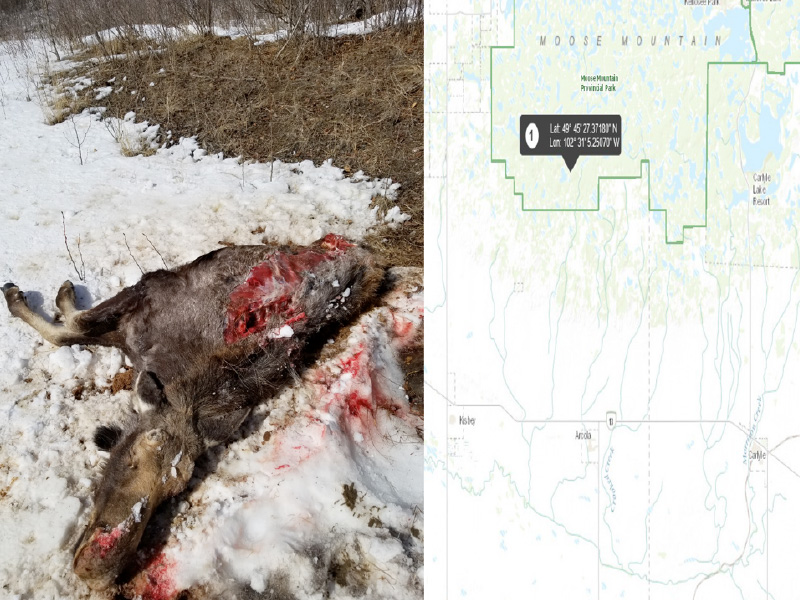 Calf Moose Shot Unlawfully in Moose Mountain Prov Park