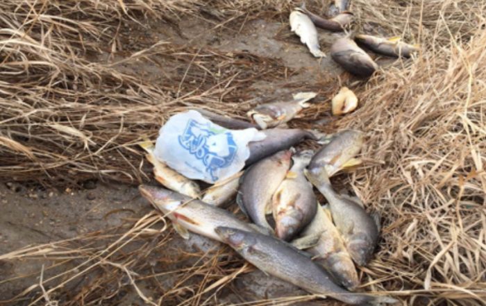 Dinsmore Fish