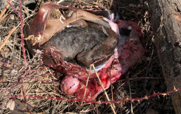Pregnant Cow Moose Remains Left Near Benson