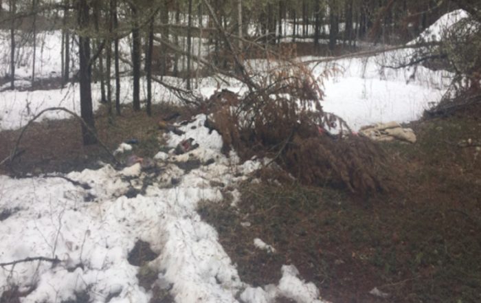 Pregnant White-Tailed Doe Shot and Killed Near Meadow Lake, Two Fetuses Also Dead