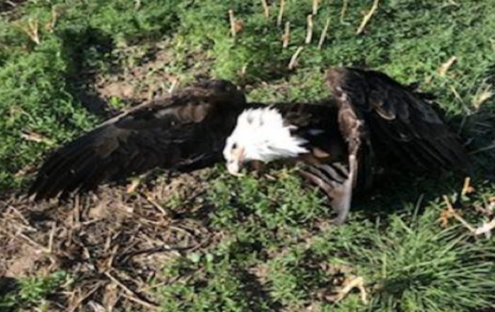 Bald Eagle and Three Coyotes Deliberately Poisoned Near Lucky Lake