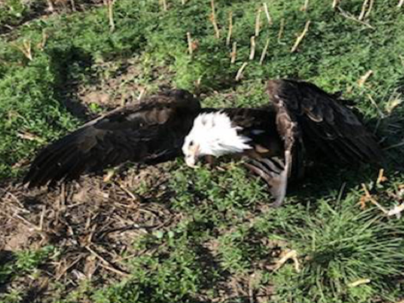 Bald Eagle and Three Coyotes Deliberately Poisoned Near Lucky Lake