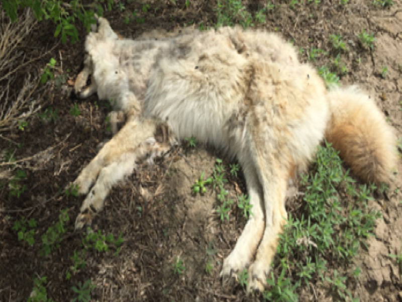 Bald Eagle and Three Coyotes Deliberately Poisoned Near Lucky Lake