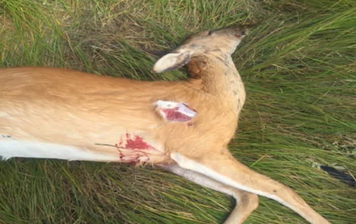 White-Tailed Doe Shot Multiple Times and Dumped Near Englefeld