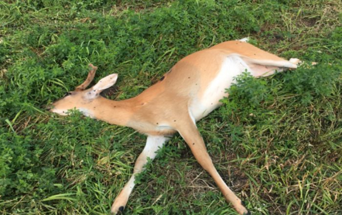 White-Tailed Deer Shot and Left on Private Land Near Meadow Lake