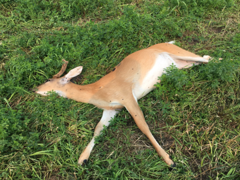 White-Tailed Deer Shot and Left on Private Land Near Meadow Lake