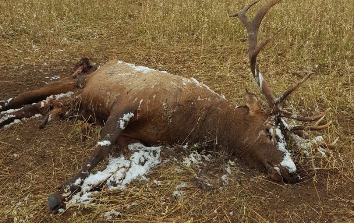 Elk Shot and Left Near Tobin Lake