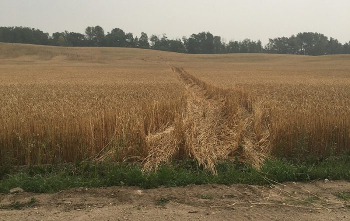 Hunt Out of Season and Crop Damage Near Struthers Lake