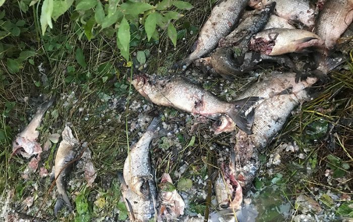 Waste of Fish Near La Ronge
