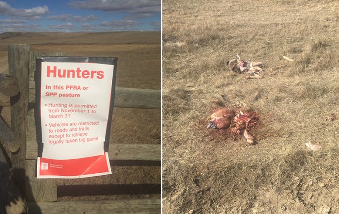 Mule Deer Illegally Shot Near Assiniboia