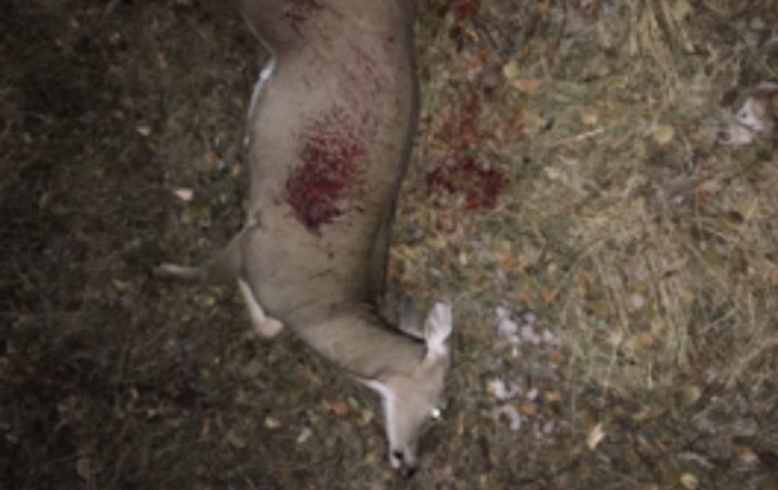 White-Tailed Doe Shot and Left to Waste Near Wascana Lake